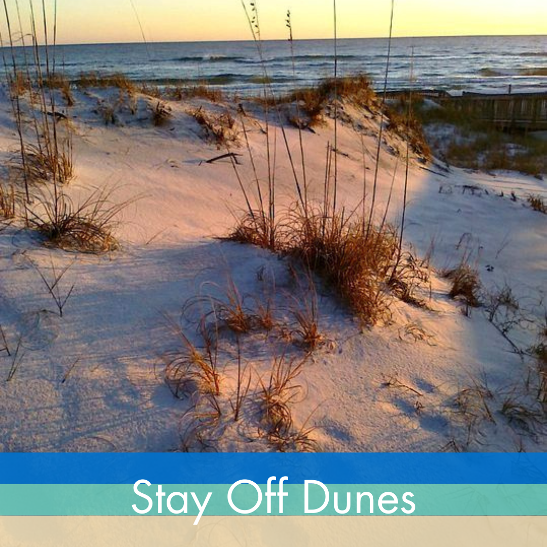 Picture of Sand Dune