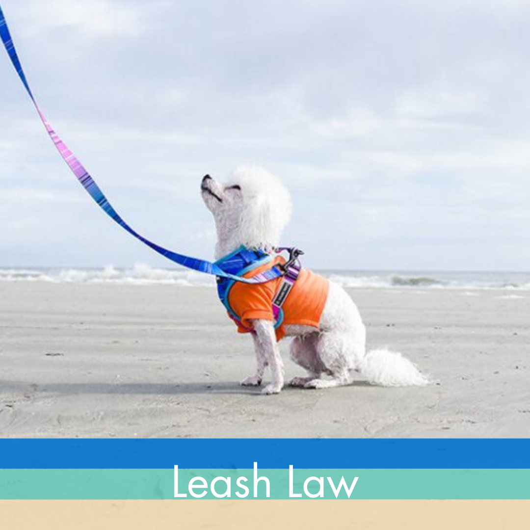 Dog on Leash on Beach