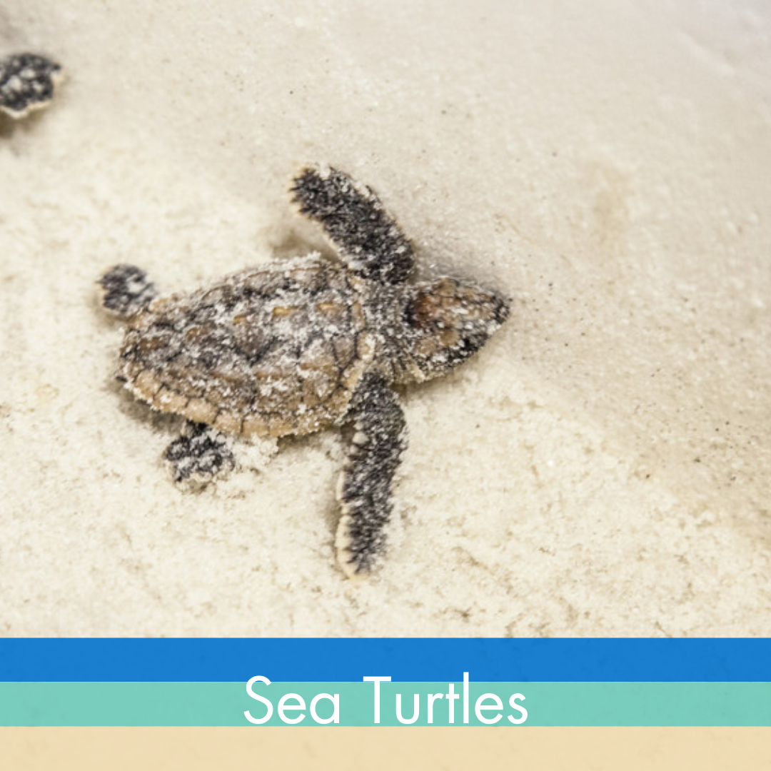 Sea Turtle in Sand