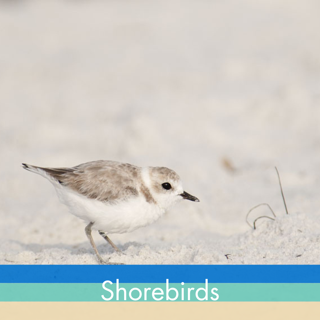 Shorebird on Sand